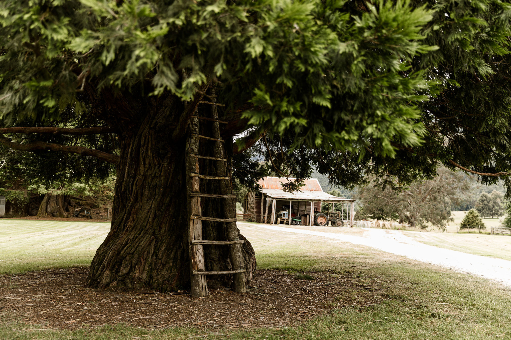 Paradise Tree House