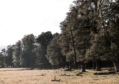 Dart Valley - Beech Forest - Susan Miller Photography