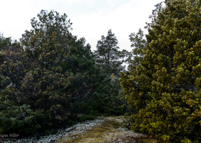 Dart Valley - Beech Forest - Susan Miller Photography