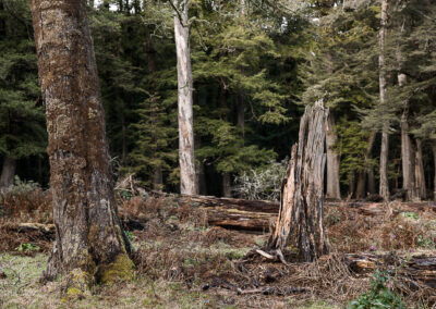 Dart Valley - Beech Forest - Susan Miller Photography