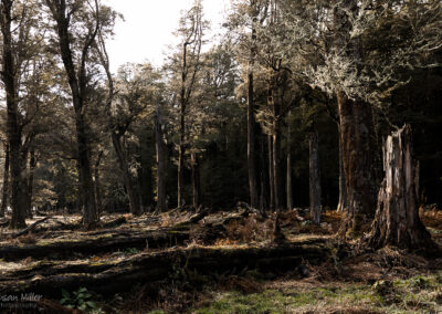 Dart Valley - Beech Forest - Susan Miller Photography