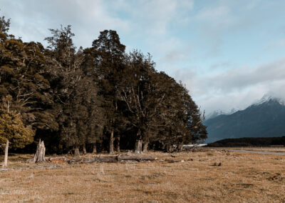 Dart Valley - Beech Forest - Susan Miller Photography