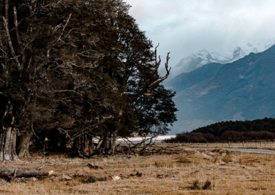 Dart Valley - Beech Forest - Susan Miller Photography