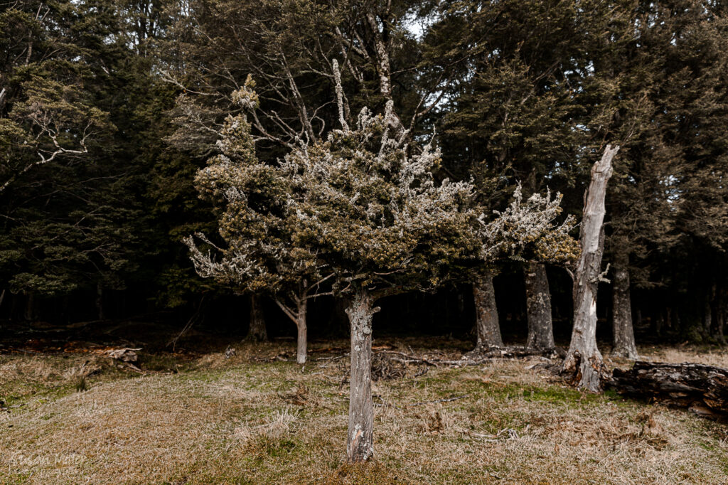 Dart Valley - Beech Forest - Susan Miller Photography