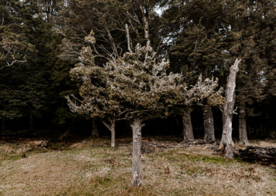Dart Valley - Beech Forest - Susan Miller Photography
