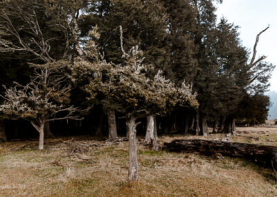 Dart Valley - Beech Forest - Susan Miller Photography